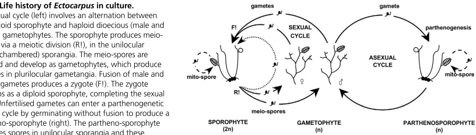 Fig. 1. Life history of Ectocarpus in culture.The sexual cycle (left) involves an alternation between