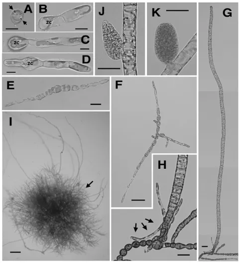 Fig. 2. Development of the Ectocarpus the thallus. (in all other micrographs, 20 old germinating meiospore in which only the rhizoid has developed sofar