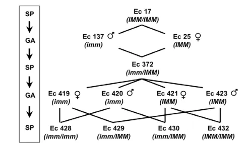 Fig. 6. Summary of the crosses carried out for the geneticanalysis of the (e.g. Ec 17)