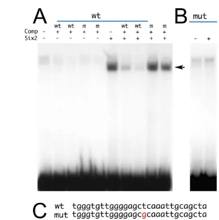 Fig. 6. Six2 binds the Six5 binding site identified in the mouseoligonucleotides. The nucleotide changed in the mutantthe formation of a specific complex in the presence of Six2-programmed reticulocytes