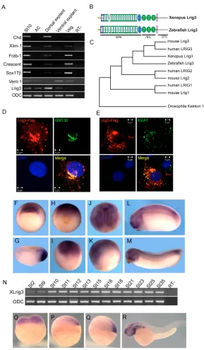 Fig. 1. Characterization of the Lrig3 gene.(A) Regional expression of Lrig3 in stage 10 embryos.