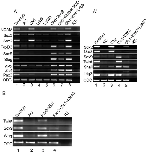 Fig. 4. Lrig3 is required for NC formation in animal capsdownstream of by L3MO. L3MO were injected, and assayed as in A