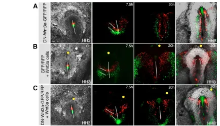 Fig. 4. DN-Wnt3a can rescue the effects of Wnt3a on cell movement patterns in vivo.expressing DN-Wnt3a-GFP were restored to normal in the presence of Wnt3a-expressing cells but RFP-transfected cells still displayed widermigration trajectories
