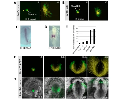Fig. 5. Wnt3a-mediated repulsion requires RhoA function, and dominant-negative or constitutively active forms of RhoA cause cardia(treatment is indicated below each bar