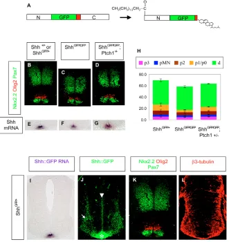 Fig. 1. Shh::GFP activity and distribution in the