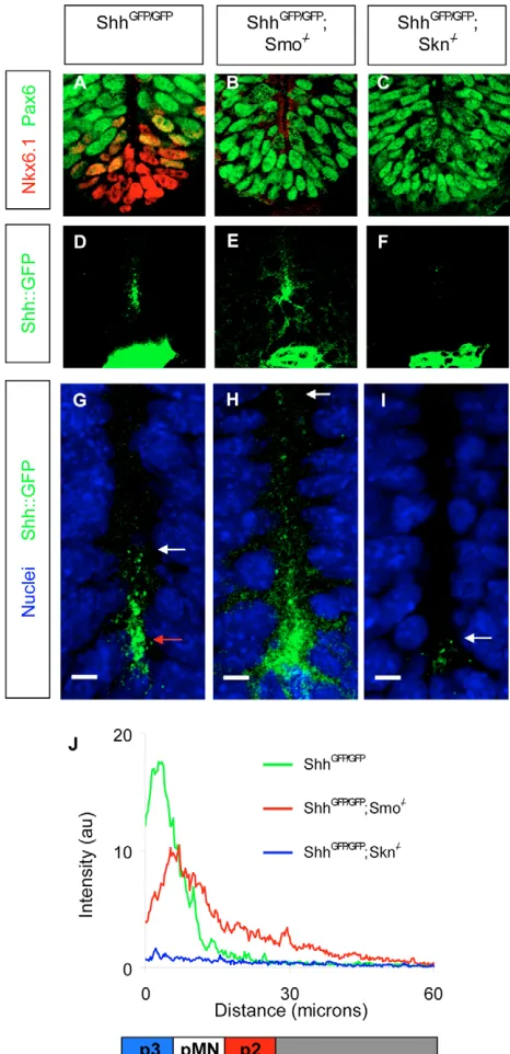 Fig. 3. Shh::GFP ligand forms a gradient at the apical region thatcan be modified by Smo and Skn activity