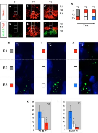 Fig. 4. Shh::GFP ligand distributionduring the emergence of ventral pattern.(A-F) Sections of 6- to 12-somite-stage