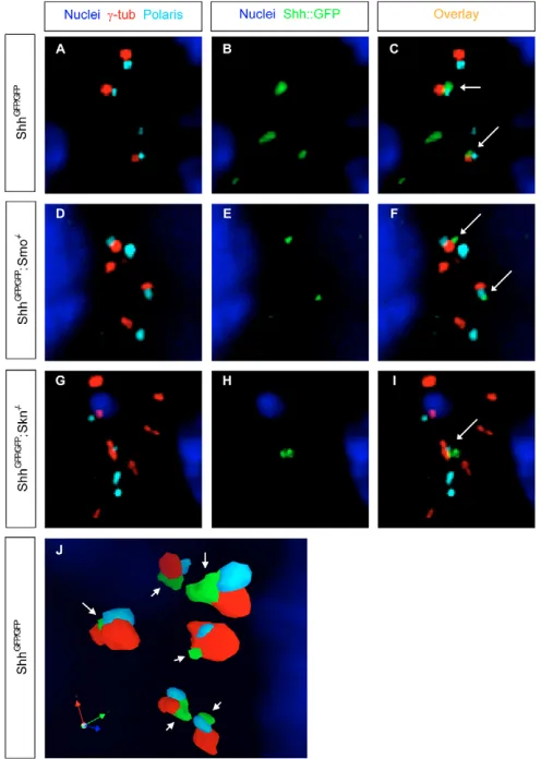 Fig. 5. Subcellular distribution of concentrated Shh::GFP ligand inapical region. sequentially along the ((A-I) High magnification of apical region in 8-somite-stage mouse neural tubes of indicated genotypes