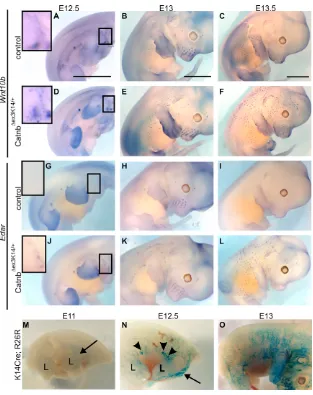 Fig. 2. Forced expression of epithelial �-