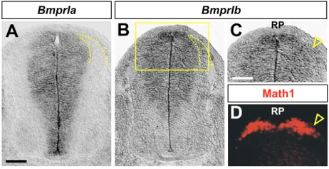 Fig. 1. Distribution of type I BMPRs in the lumbar region of E11.5mouse spinal cord.expressed in an overlapping population of commissural progenitor cellsand neurons with that labeled by antibodies against Math1 (openarrowheads, C,D)