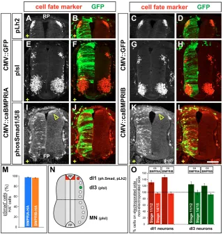 Fig. 2. Dorsal neural cell identity is not