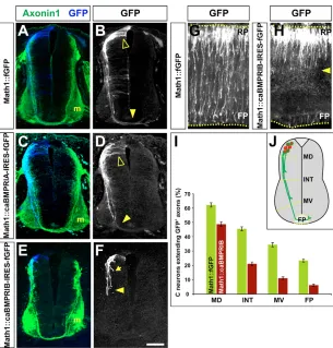 Fig. 4. Commissural axons are misguidedfollowing misexpression of Math1::caBMPRIB-IRES-fGFP in stage 15 chick spinal cords.(A-D) Electroporation of either Math1::fGFP (A,B) or
