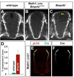 Fig. 5. Commissural axons are mispolarized in ) A significantlyhigher (medially in recombinase (green) specifically in the pLh2overwhelming majority (99.9%±0.1 s.e.m., embryos) extending axons to the FP