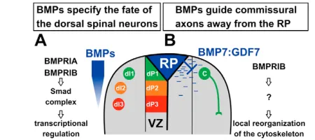 Fig. 8. BMPs have diverse functions for progenitor andpostmitotic neurons in the dorsal spinal cord duringsufficient to induce the dI1, dI2 and dI3 cell fates