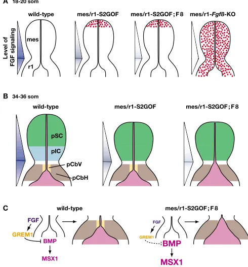 Fig. 6. A model to explain the phenotypes obtained when FGFsignaling is progressively reduced in mes/r1.illustrate dorsal views of mes/r1 in embryos of the genotypes indicatedat the somite stages denoted