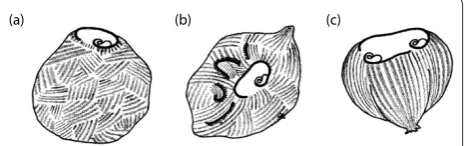Figure 5. Random slicing into the cell cortex (‘minceration’) facilitates the integration of a large fusion mass