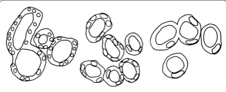 Figure 7. Accommodations must be made again. Animals have evolved mechanisms that maintain tissue size in the face of changing ploidy
