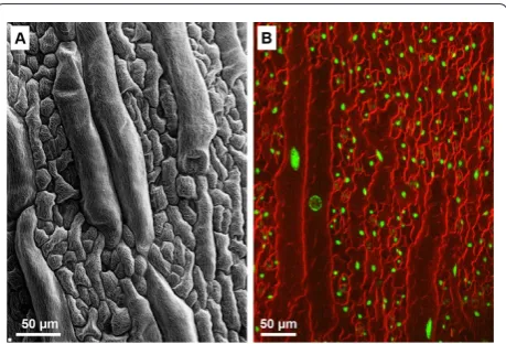 Figure 8. The diversity of cell sizes in the Arabidopsis sepal epidermis. (a) A scanning electron micrograph (SEM) of the sepal epidermis shows large giant cells are interspersed between smaller cells in a range of sizes