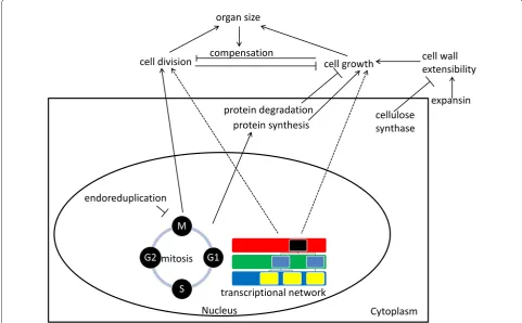 Figure 9. Overview of cell size control in plants. Plant cell size is determined by the growth of the cell versus its division