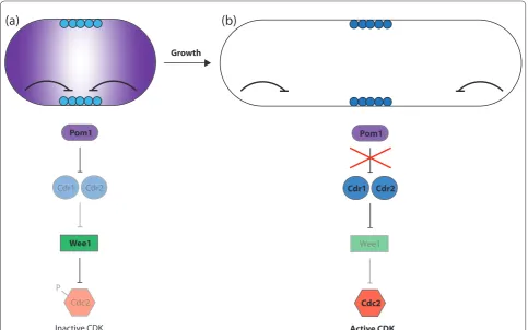 Figure 1. The Pom1 gradient model for length sensing in fssion yeast. (a) An early G2 cell