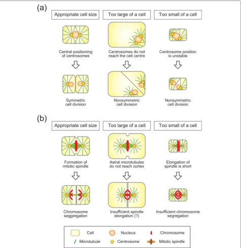 Figure 3. Possible scenarios in which centrosome centering (a) and spindle elongation (b) set the upper and lower limit of cell size