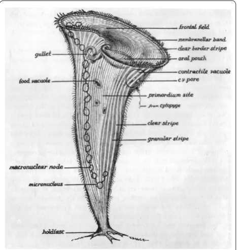 Figure 4. A descriptive diagram of Stentor coeruleus. All of the features shown are on the cell surface, except for the macronuclear nodes, the micronuclei, and the contractile vacuole, all three of which are located just beneath the surface