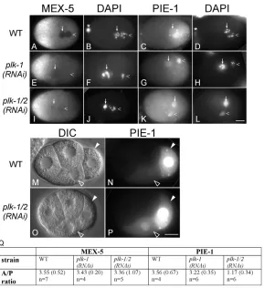 Fig. 7. PLK-1 and PLK-2 are required for MEX-5 andMEX-6 function in C. elegans.(A-L) Immunofluorescence micrographs of anti-MEX-5