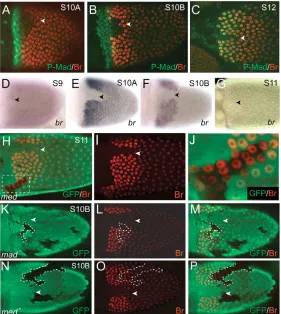 Fig. 3. The spatial pattern of tkvrespectively. The wild-type patterns of Dpp signaling and expression are shown in Fig