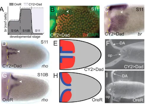 Fig. 6. EGFR represses Br in the midline and is required for Brexpression in the roof cells of model proposed for the regulation of Br expression by EGFR: the spatialpattern of Br is established by the feedforward loop controlled by EGFRsignaling