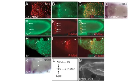 Fig. 7. Br controls Dpp signaling in the follicle cells by regulating the expression of tkvoverexpressing Br-Z1