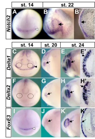 Fig. 4. Comparative expression analysis of Notch signalingcomponents and hybridization from neural plate stages to early tailbud stages
