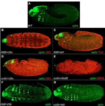 Fig. 5. Effects of ubiquitous Hoxactivation on Gal4>UAS-AbdBproteins eliminates both the head (asterisk)and gnathal expression domains of (compare with Fig