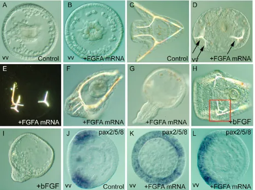 Fig. 3. Patterning defects caused by overexpression of fgfA at the mesenchyme blastula stage for in situ hybridization with apax2/5/8sea urchin.in Embryos overexpressing fgfA or treated with bFGF wereobserved at the early gastrula stage (A,B) or at 48 hour