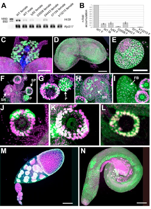 Fig. 2. Hr39((( expression. (A) Hr39 expression levels in mutants usingRT-PCR. As an internal control, RpS17 was amplified