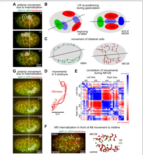 Figure 7 Internalization events organize local and global tissue movements. (A) Three-dimensional (3D) projection stills showing movement of