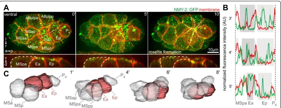 Figure 1 Rosette formation during endoderm internalizationstill images, orientation, and aspect (on the left) and fluorescent markers (in the top right corner) are indicated similarly for each panelthroughout the paper