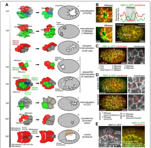 Figure 2 Later internalizations resemble that of Ea/Ep. (A) Sequence of selected internalization events during gastrulation