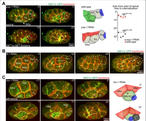 Figure 3 Plasticity of cell internalization. (A) Ectopic internalization of cells in pop-1 RNAi embryos