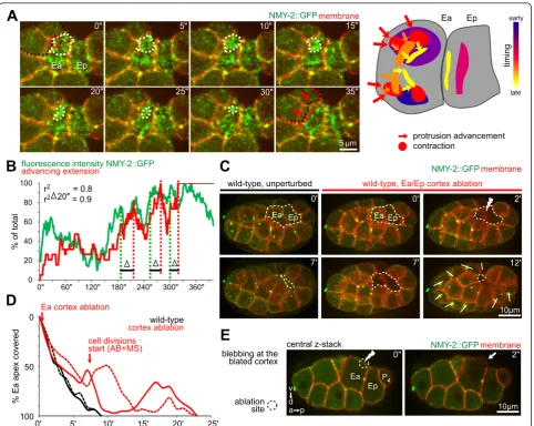 Figure 4 Relationship between apical contractions and extension advancementendodermal cortices were ablated by laser.