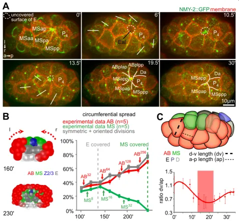 Figure 5 Coplanar cell divisions during gastrulation. (A) Coplanar divisions during Ea/Ep internalization