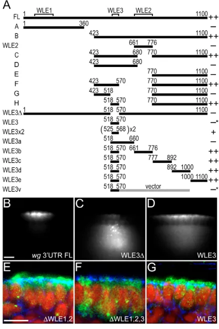 Fig. 1. WLE3 mediates apical localization of wg�FISH. Nuclei are red and membranes blue