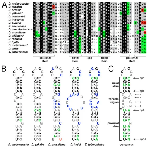 Fig. 4. Importance of sequence and base-pairing at conservedbase-pair positions. (A-C) Diagrams of D