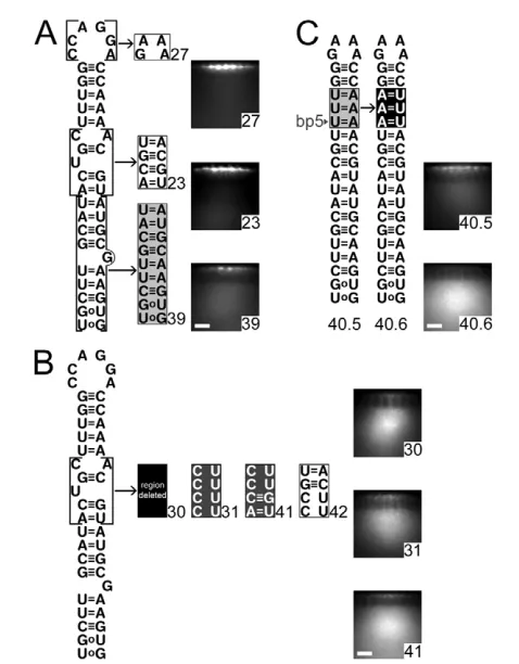 Fig. 5. Importance of the loop sequence, bulges and the variableregion.WLE3 mutant 40.5 (C)