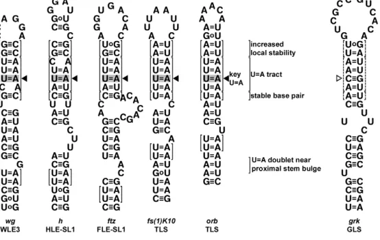 Fig. 6. Recognition of apical localization elements.Shared features of elements that mediate apical localizationin the embryo injection assay