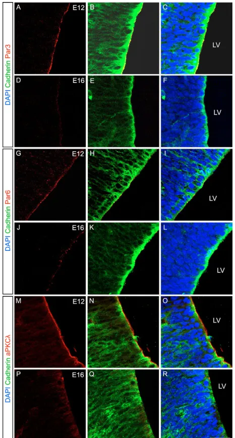 Fig. 1. Par-complex proteins are reduced at the ventricularsurface during cortical neurogenesis