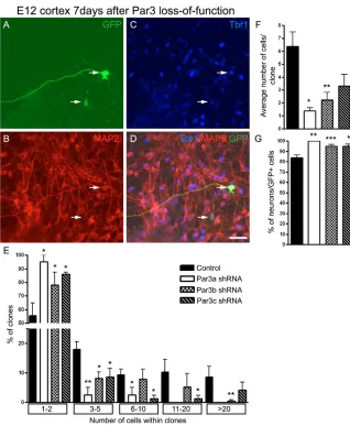 Fig. 2. Decreased proliferation of cortical