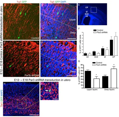 Fig. 3. Par3 loss-of-function increases the number of deep-layer neurons in vivo. (neuron (arrow) colabeled for GFP (green), MAP2 (blue) and Tbr1 (red)
