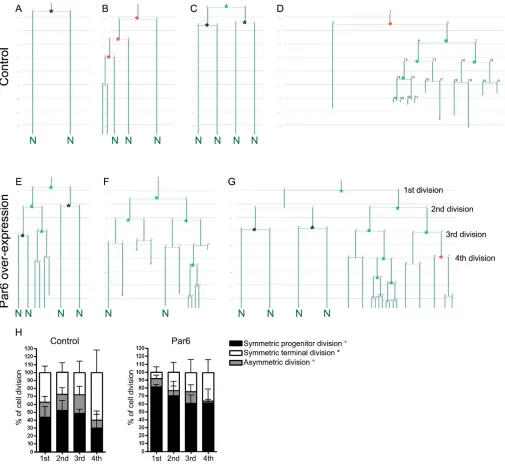 Fig. 6. Lineage analysis by time-lapse video microscopy of control and Par6-transduced progenitors