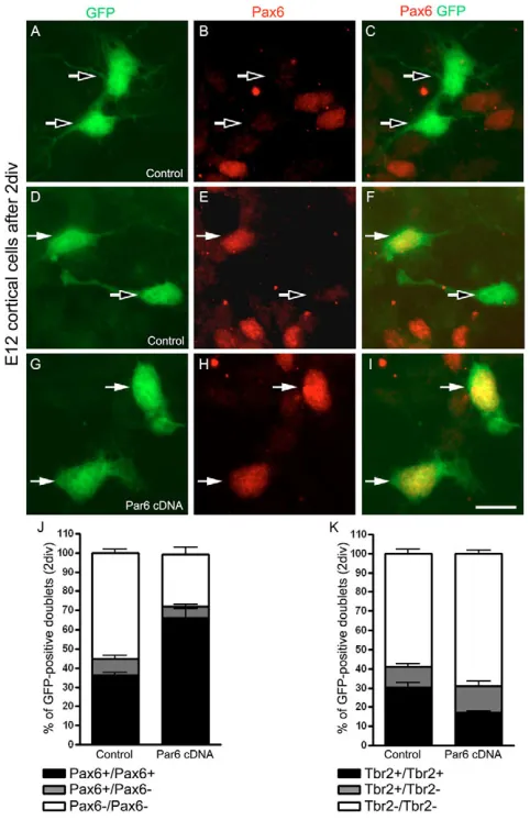 Fig. 7. Par6 overexpression increases the number of Pax6+progenitors.quantification as in J but for Tbr2 (control, increased proportion of pairs containing two Pax6-positive cells afterPar6 overexpression