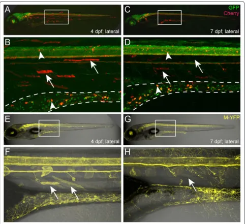 Figure 4 Delayed repression of non-neural transgene expressiondelimited Gal4-VP16 (KalTA4) driver line (NRCKmagnifications of bordered regions in A and C show skeletal muscle expression fading over time (B and D, arrows), while neuronal expression ismainta